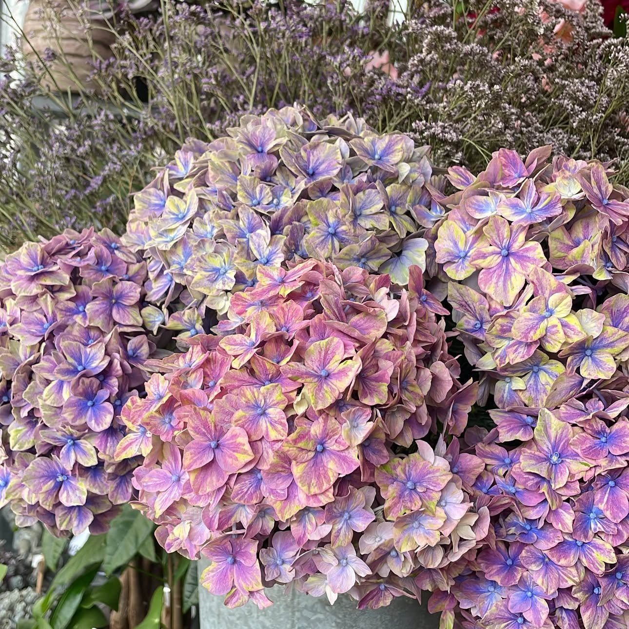 Hortensias aux reflets roses et bleus