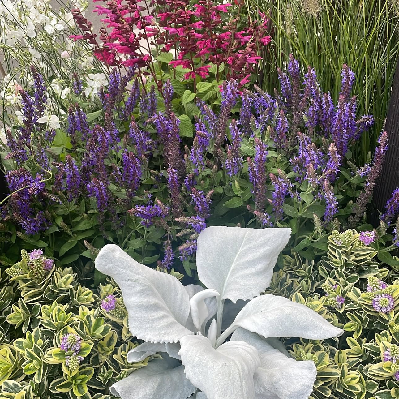 Sauges violettes, cinéraire argentée et plantes panachées