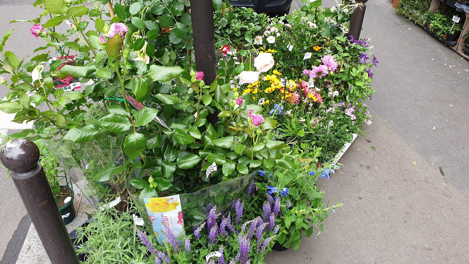 Plantes fleuries et aromatiques devant la boutique